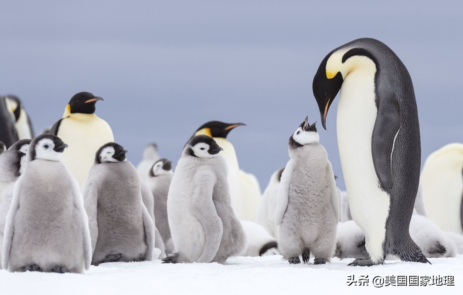 企鹅小鸡大象鲸鱼排序(想知道17种企鹅都长什么样?看这一篇就够了!