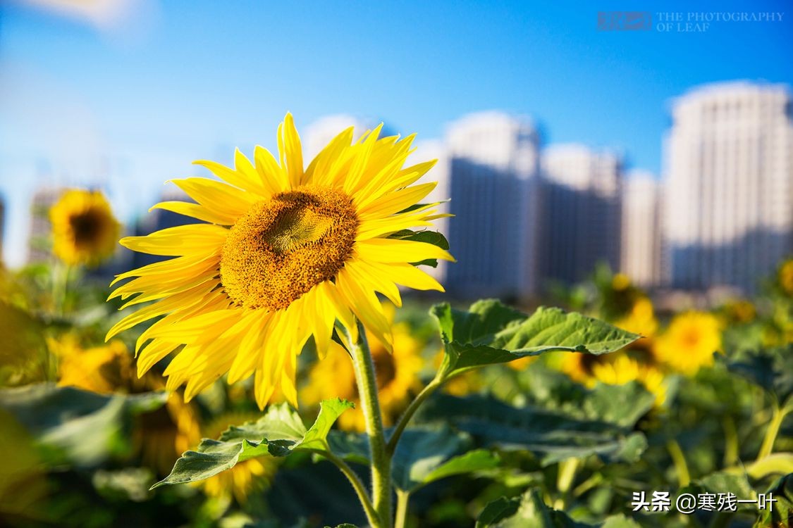 杭州哪里有花海看(杭州又一网红打卡地，260亩超大面积向日葵花海，太美了就在城北)