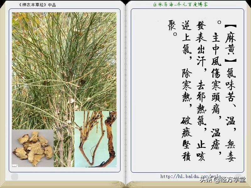 《神农本草经》全册图文解析 建议收藏