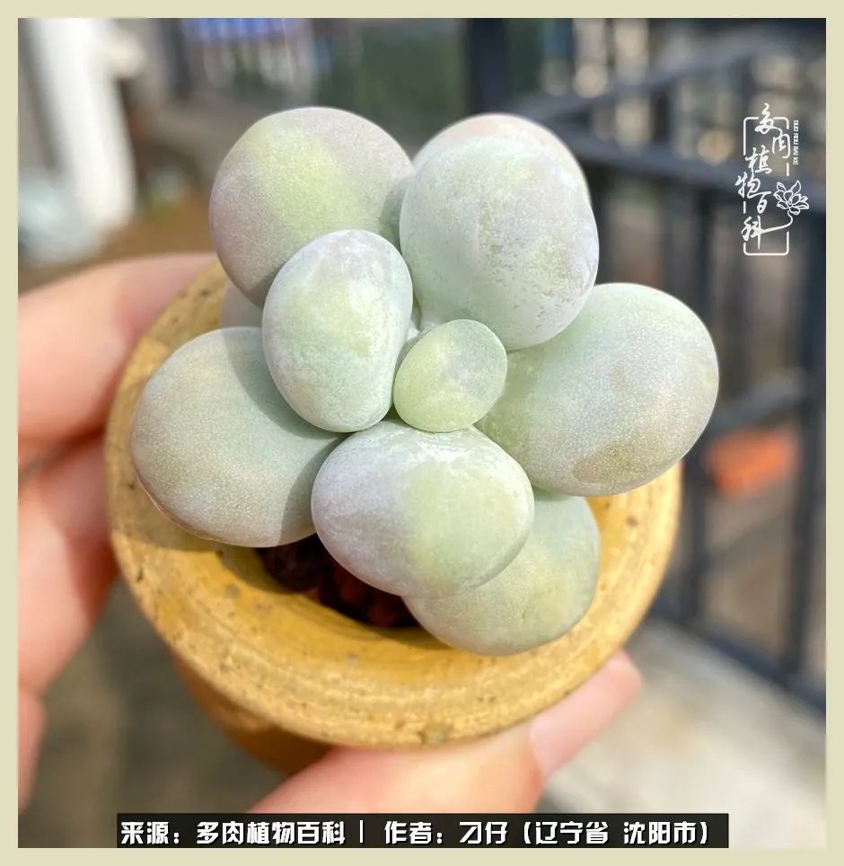 三年时间,多肉能养成什么样?