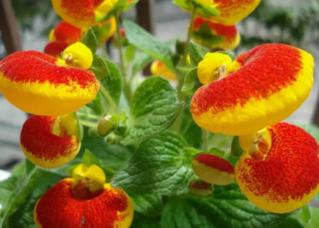 舌状花冠的植物图片