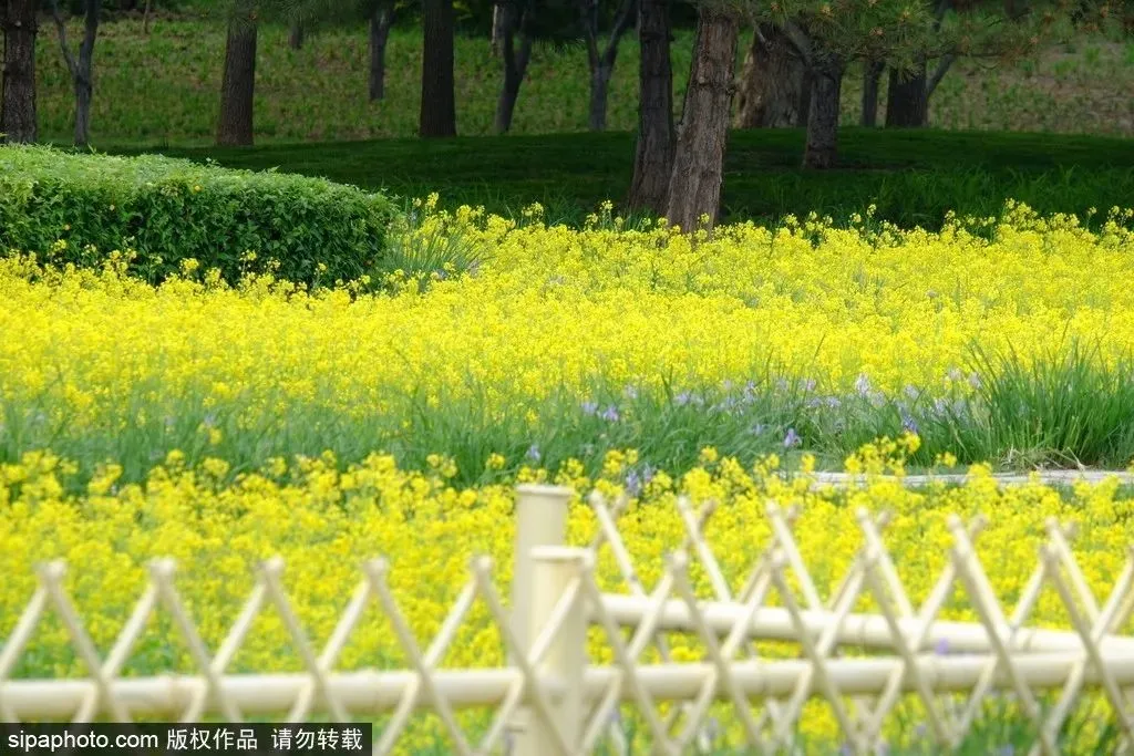 去哪看油菜花,