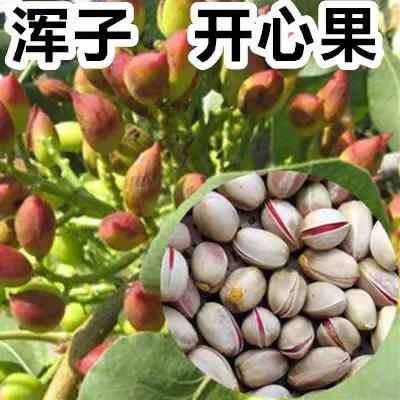 开心果40块钱一斤，为什么我们国内不种植呢？果树多少钱呢？