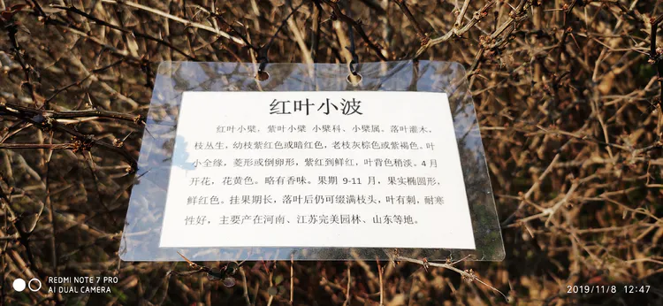 陪你一起看湖北省广水一中①——走进植物王国