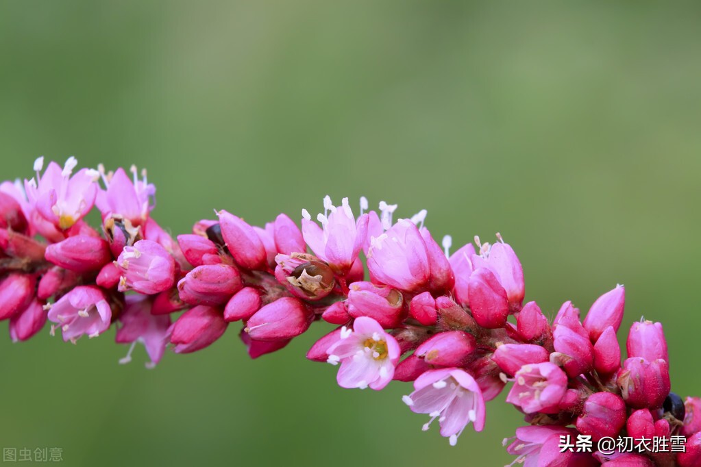 寒露节气清新美诗五首：紫葛蔓黄花，娟娟寒露中