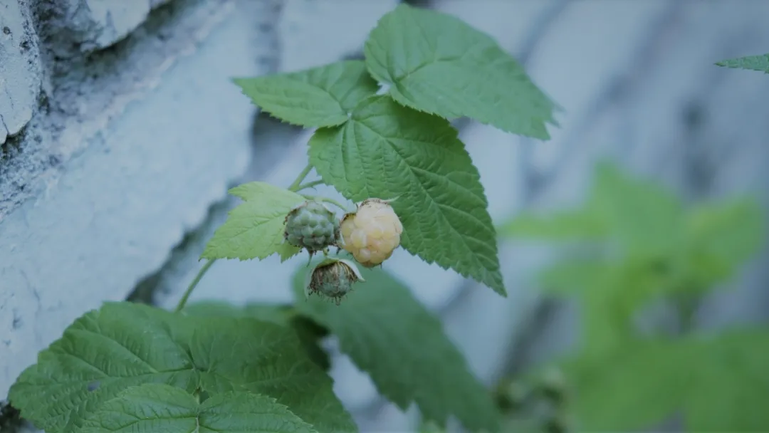 90��ѧ������ߣ���Ȼ��һ�ף���ҵ2�꣬ȫ���������ֲ���10��