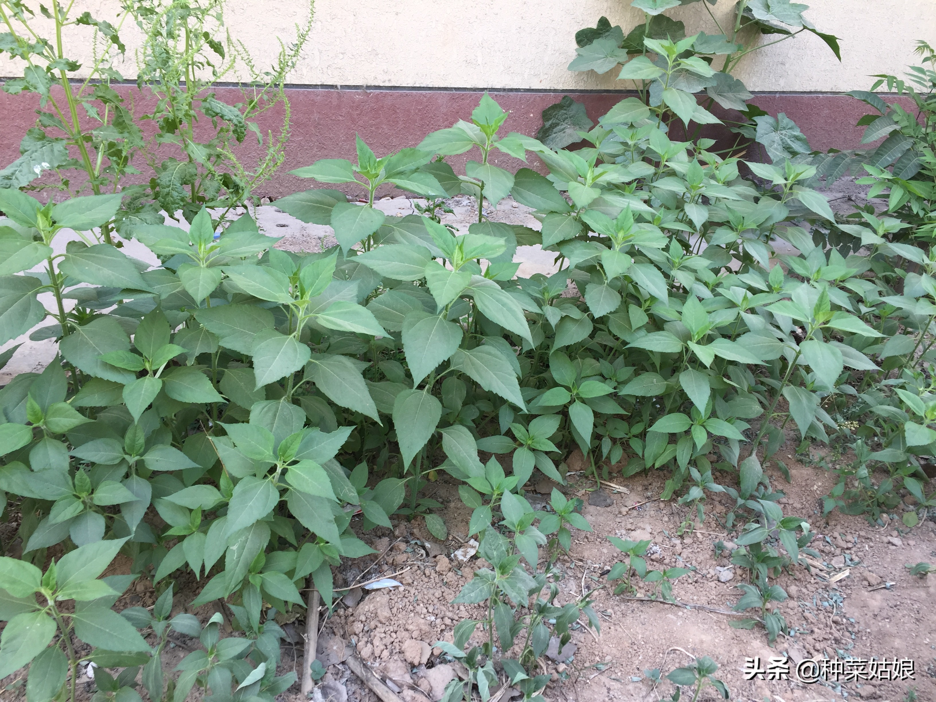 树下能种菜吗？试试这3种，耐旱耐瘠薄，房前屋后也能长得棒棒哒