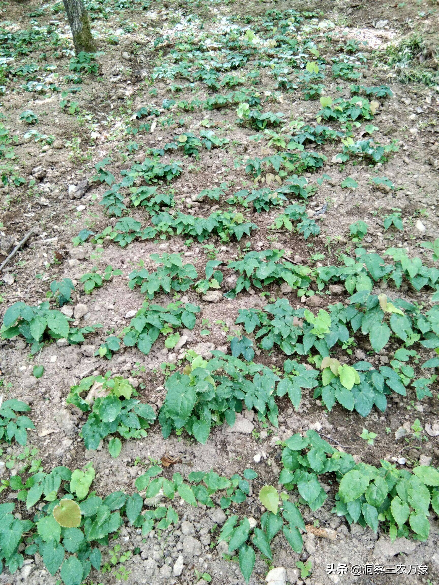 肾阳草的图片和价格(淫羊藿补肾阳) - 价格百科