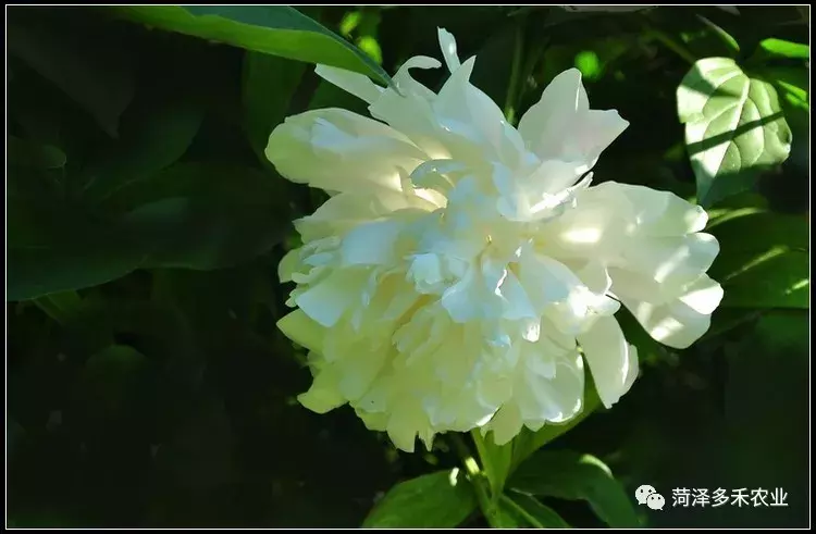 艳丽夺目--芍药花 （精品收藏）