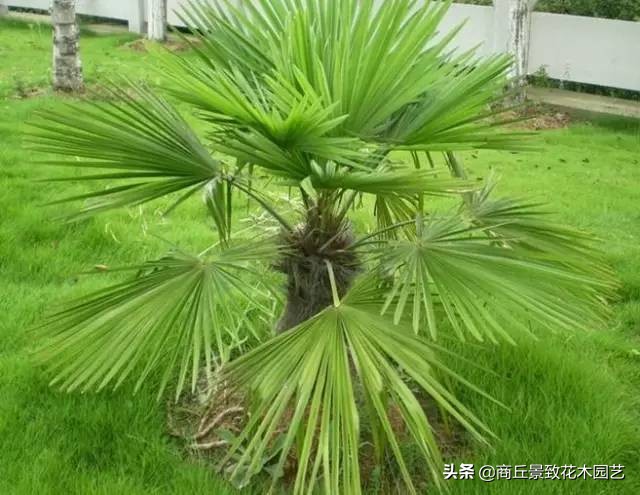 常绿乔木有哪些（70多种常用常绿乔木图例宝典）
