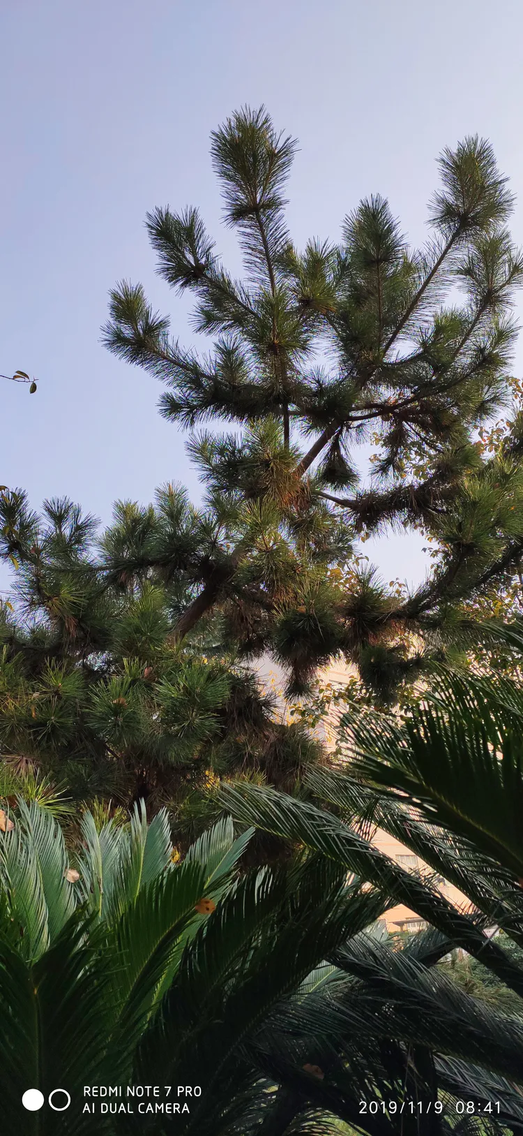 陪你一起看湖北省广水一中①——走进植物王国