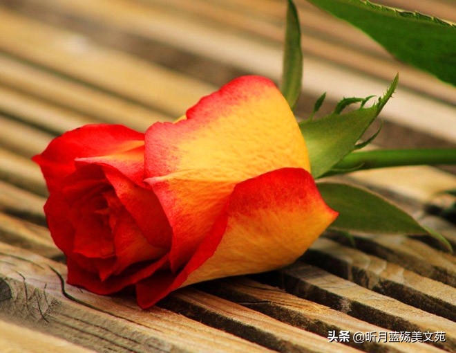 美丽誓言总代理（心中有你）