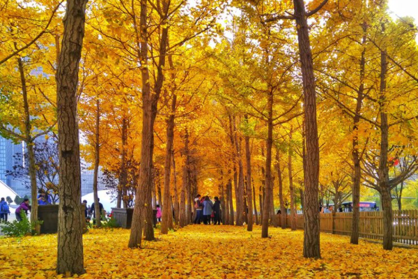 南京正是赏秋“好时节”，栖霞山美得不像话，这份旅游攻略要收好