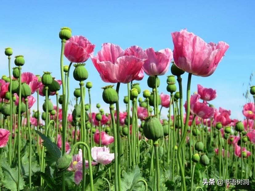 十大诅咒之花花语，除了彼岸花，你还知道几个？