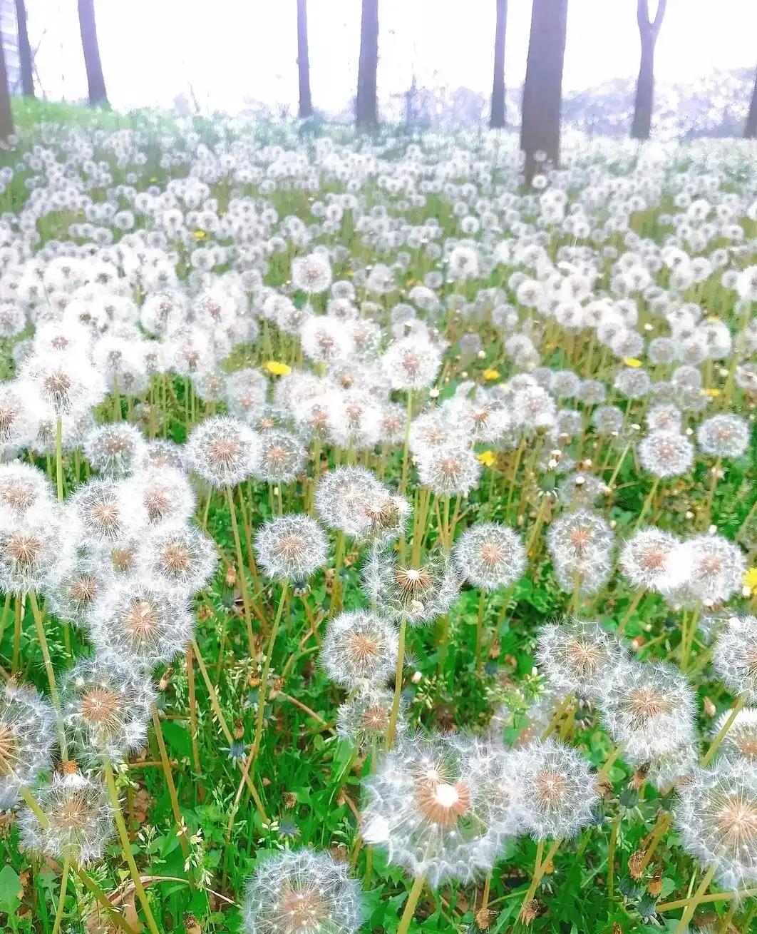 蒲公英就会随风飘去,就像爱一样把握不住,因此花语含义中象征着"无法