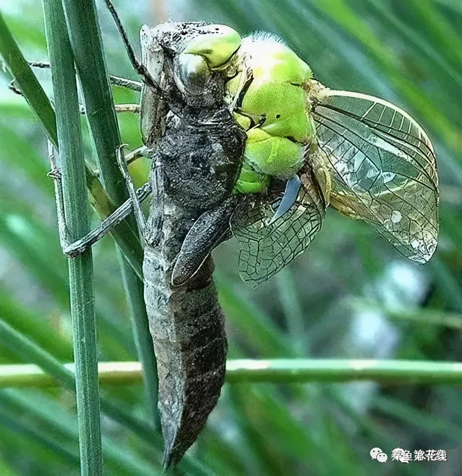蜻蜓的幼虫叫水虿（蜻蜓幼虫水虿的生活习性）