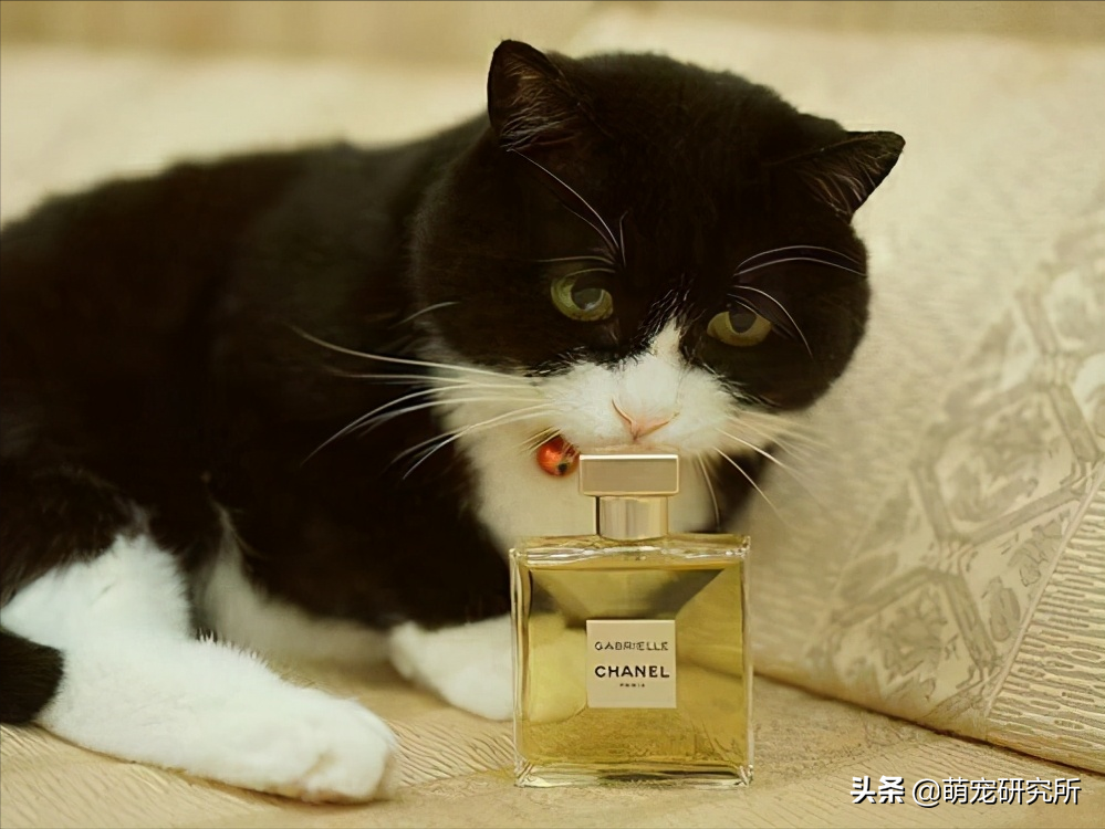 一定要让猫咪远离这几样东西，否则后果不堪设想