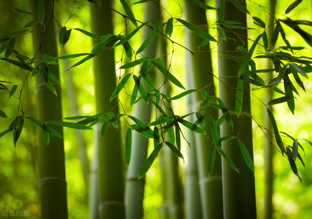 绿竹入幽径，青萝拂行衣，长歌吟松风，陶然共忘机