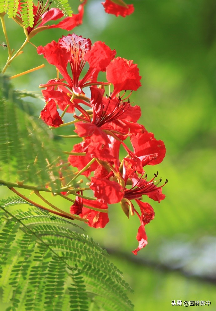 凤凰花开时,它的花是火红的,热烈的,就像我们火热的青春一样.