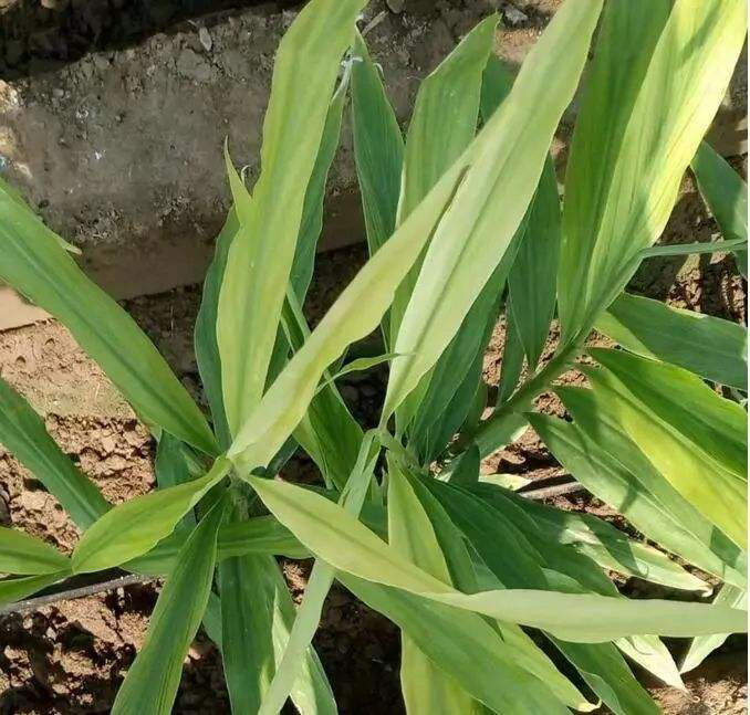 一,大姜叶片的外部形态特征大姜的叶片很好看,像片片竹叶,而且几乎