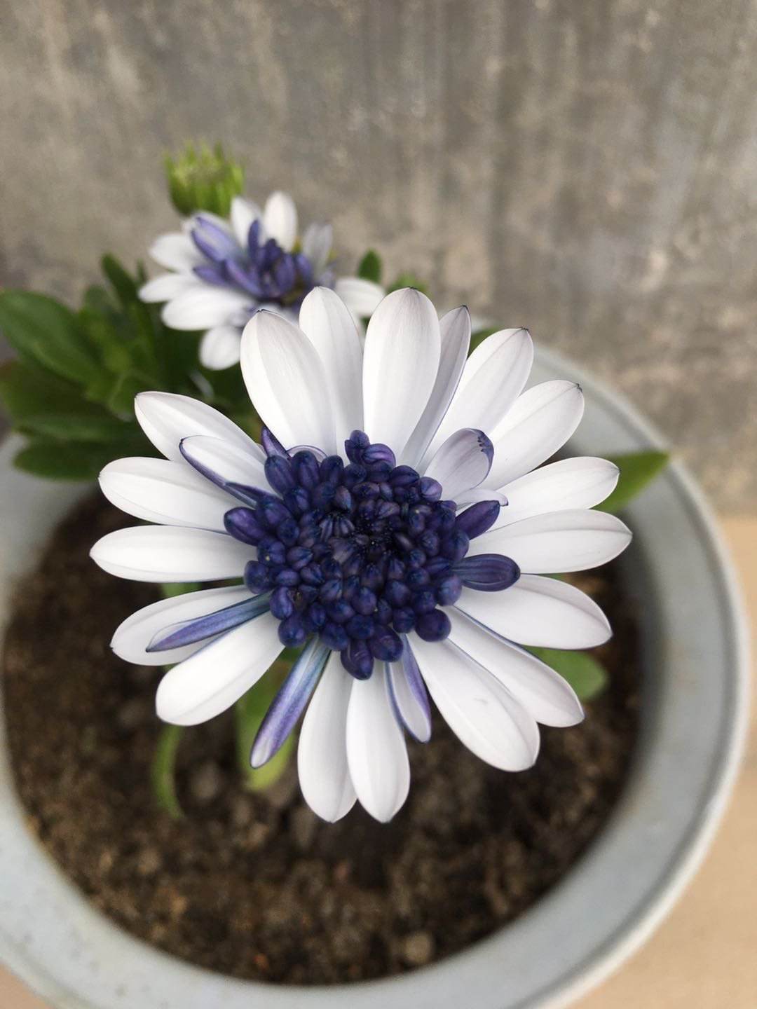 花草的图片大全（100种常见花图鉴一览表）