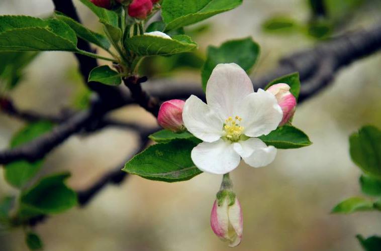 苹果花是什么颜色（苹果花外形及其科目介绍）