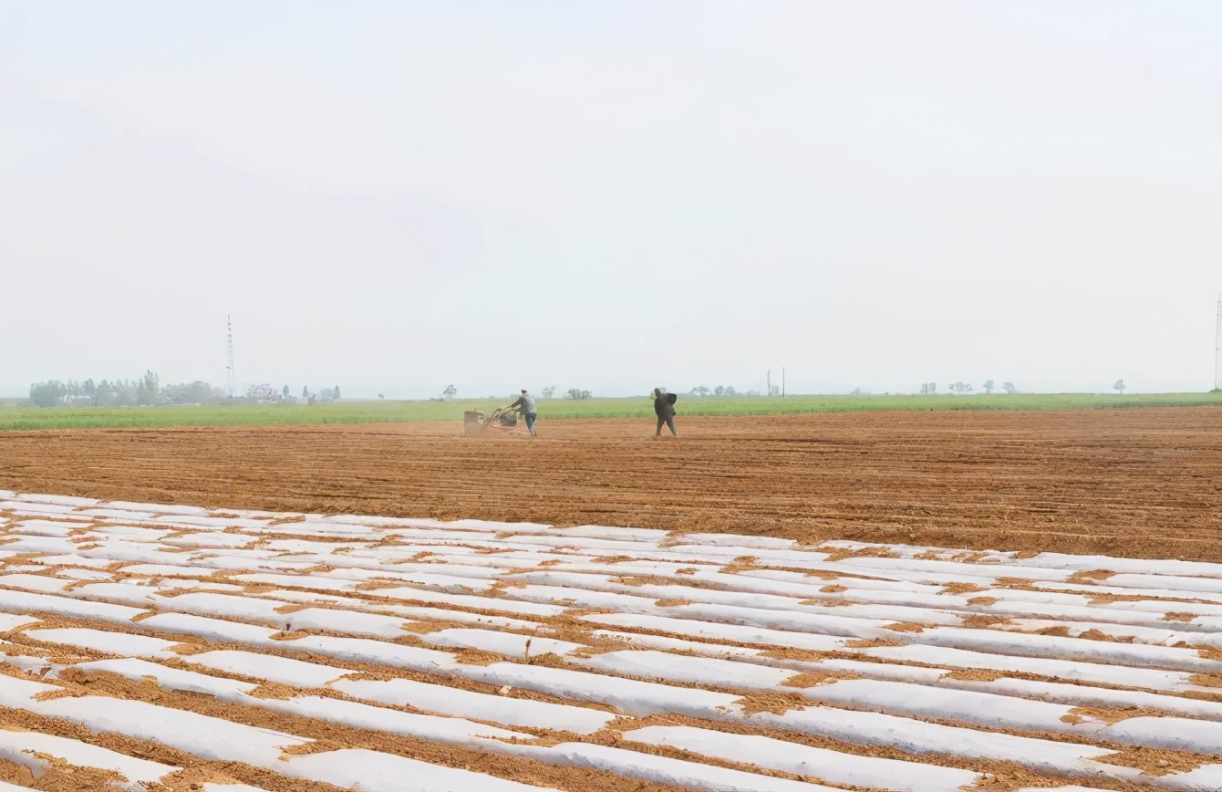 三全、杜康、好想你的操盘手，又在郑州布局了烤红薯、餐便利