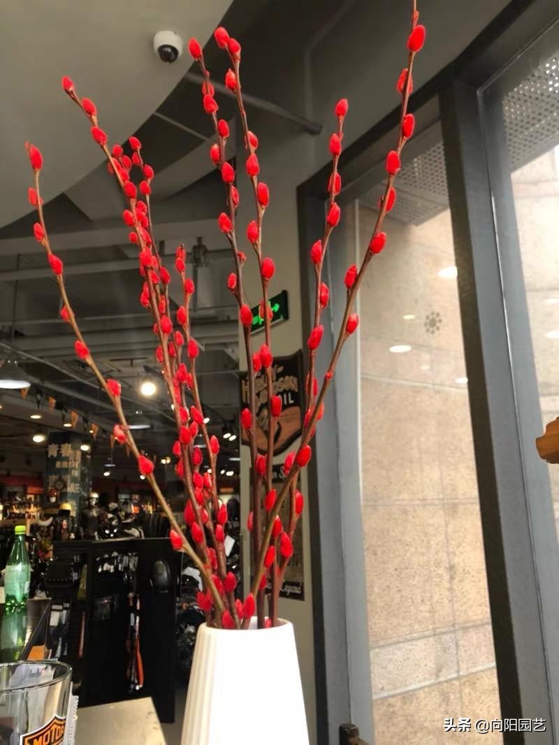 腊梅，银柳做插花，花友都喜欢，水瓶加点糖，“保鲜”60天