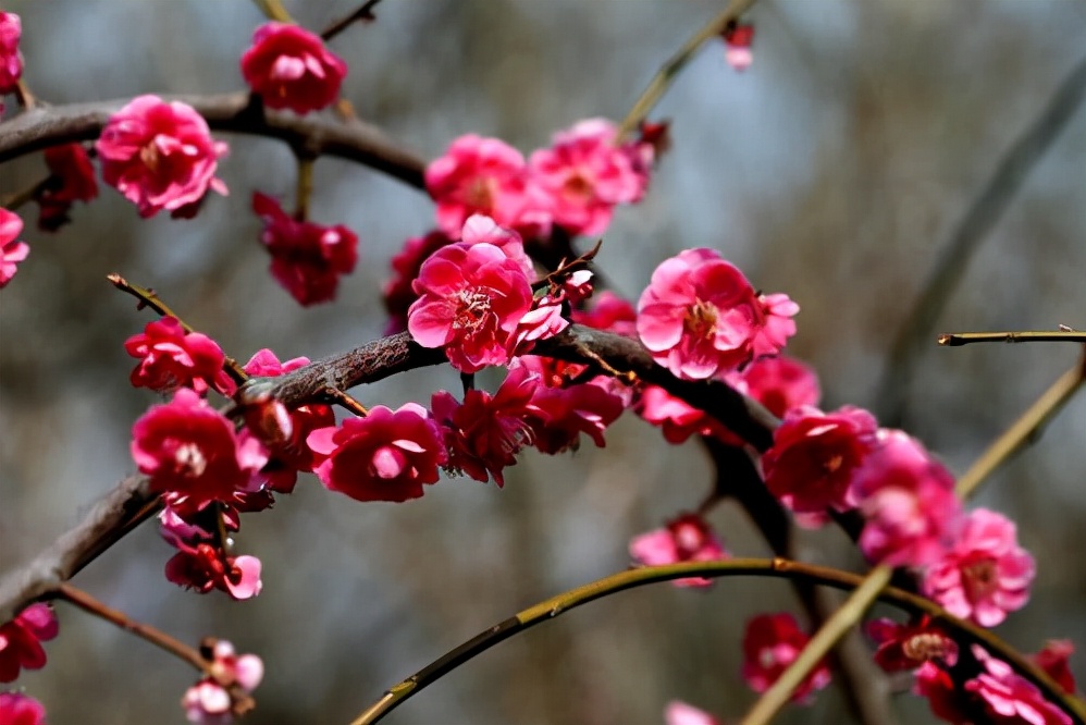 温室花卉大全（常见的温室花卉50种快来看看）