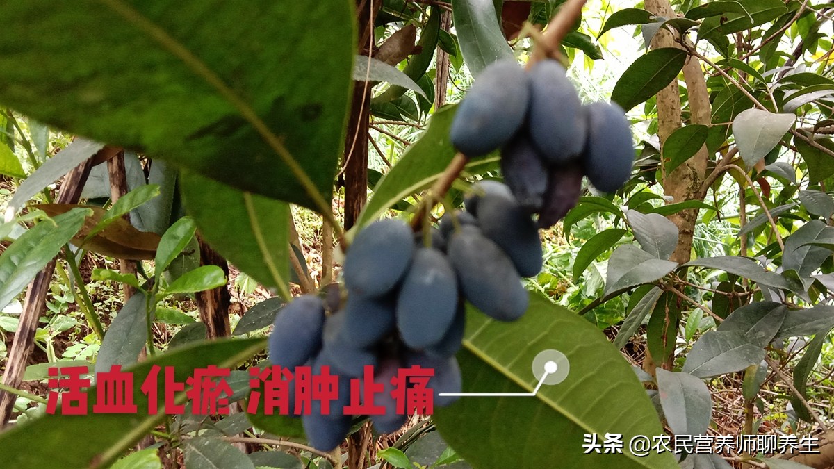 桂花树的果实怎么食用（桂花果泡酒有妙用）