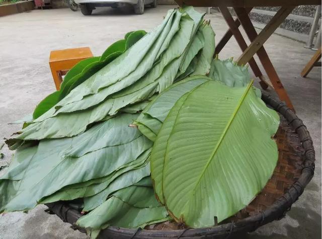 箬竹叶是什么东西（关于箬竹叶的使用方法）