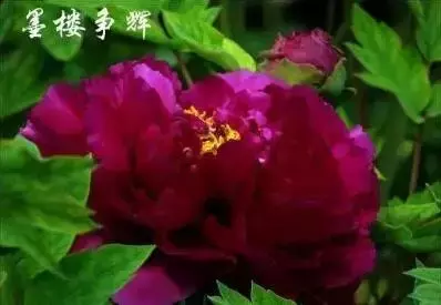 超全牡丹品种介绍,九大色系,全了!