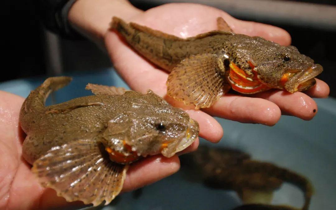 鱼的种类图片 100种常见海鱼图解-小蚊子百科网