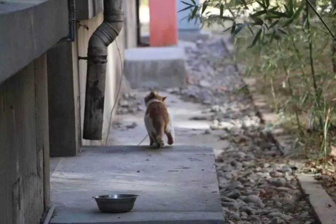 北京这个学校很“火”！坐拥3大花园、果园、动物园，集美貌与知识于一体！