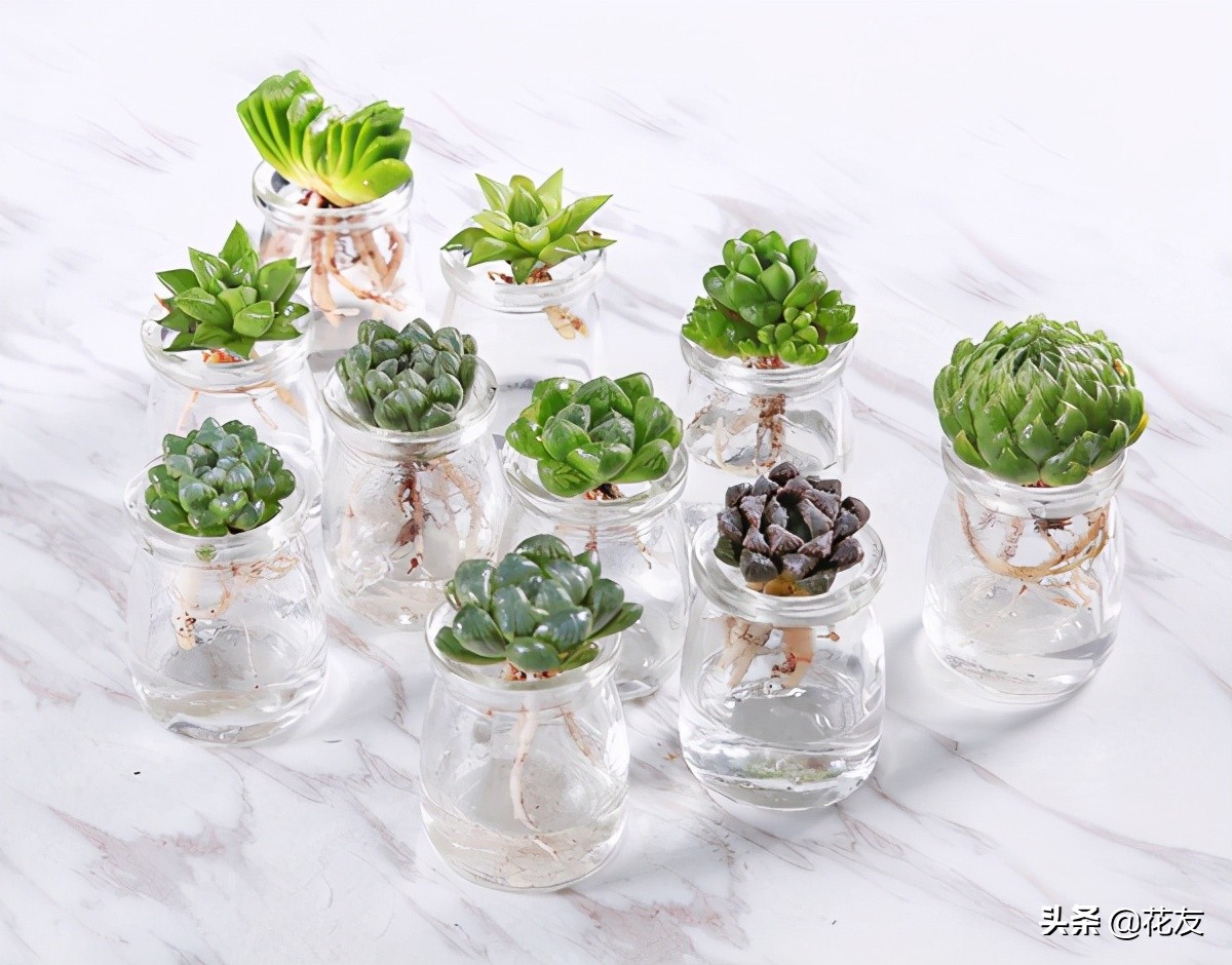 水培多肉怎么养(多肉植物水培养护注意事项)