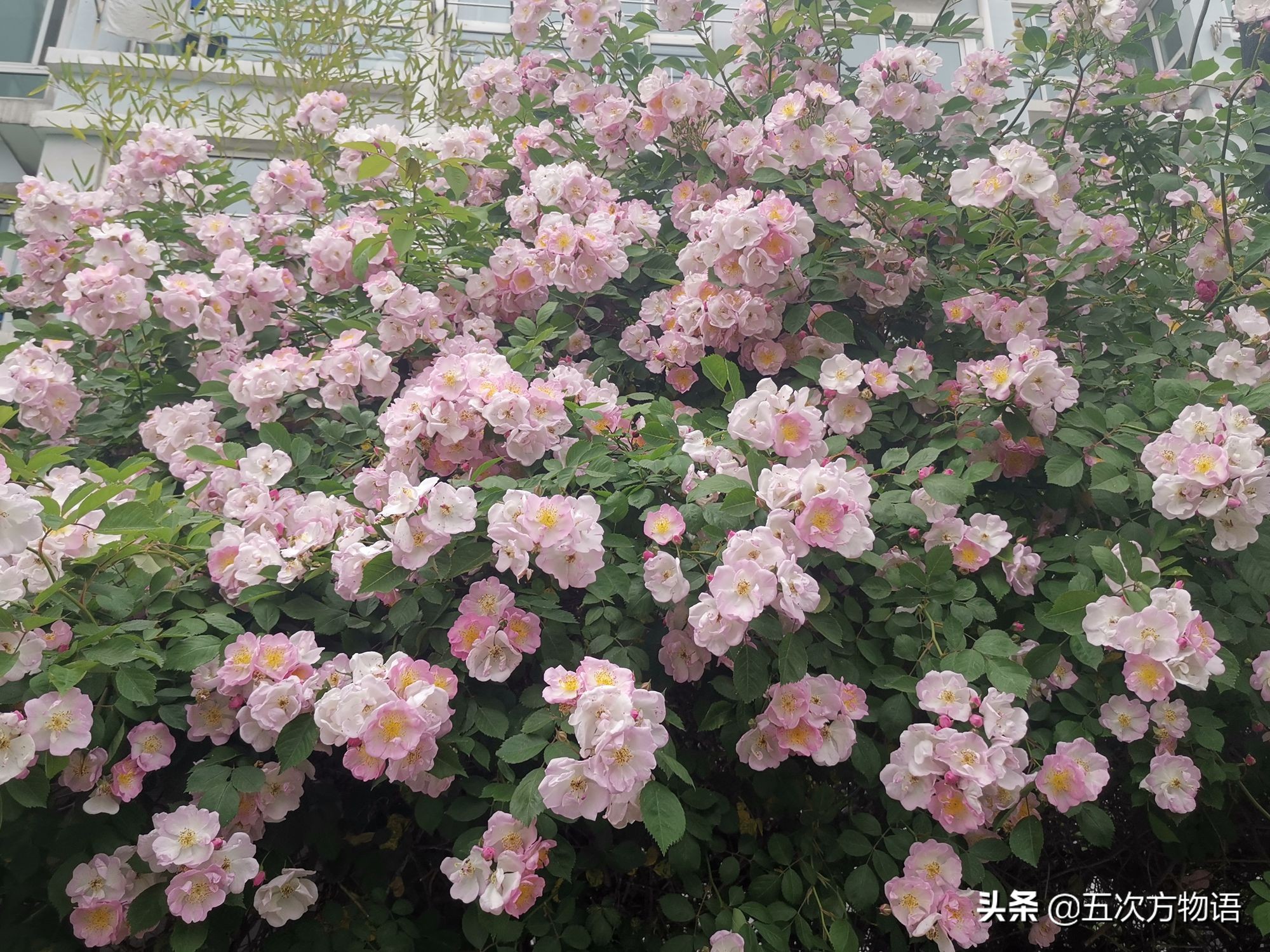 蔷薇花的特点（蔷薇花的特点的一段话）-第9张图片-大连信息网