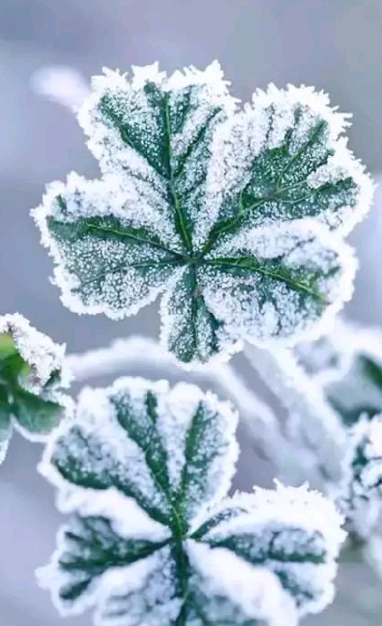 关于冬霜的散文 _晶羽科技