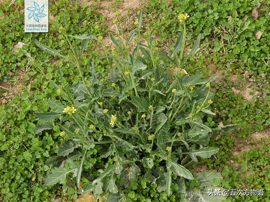 一篇认全十字花科蔬菜