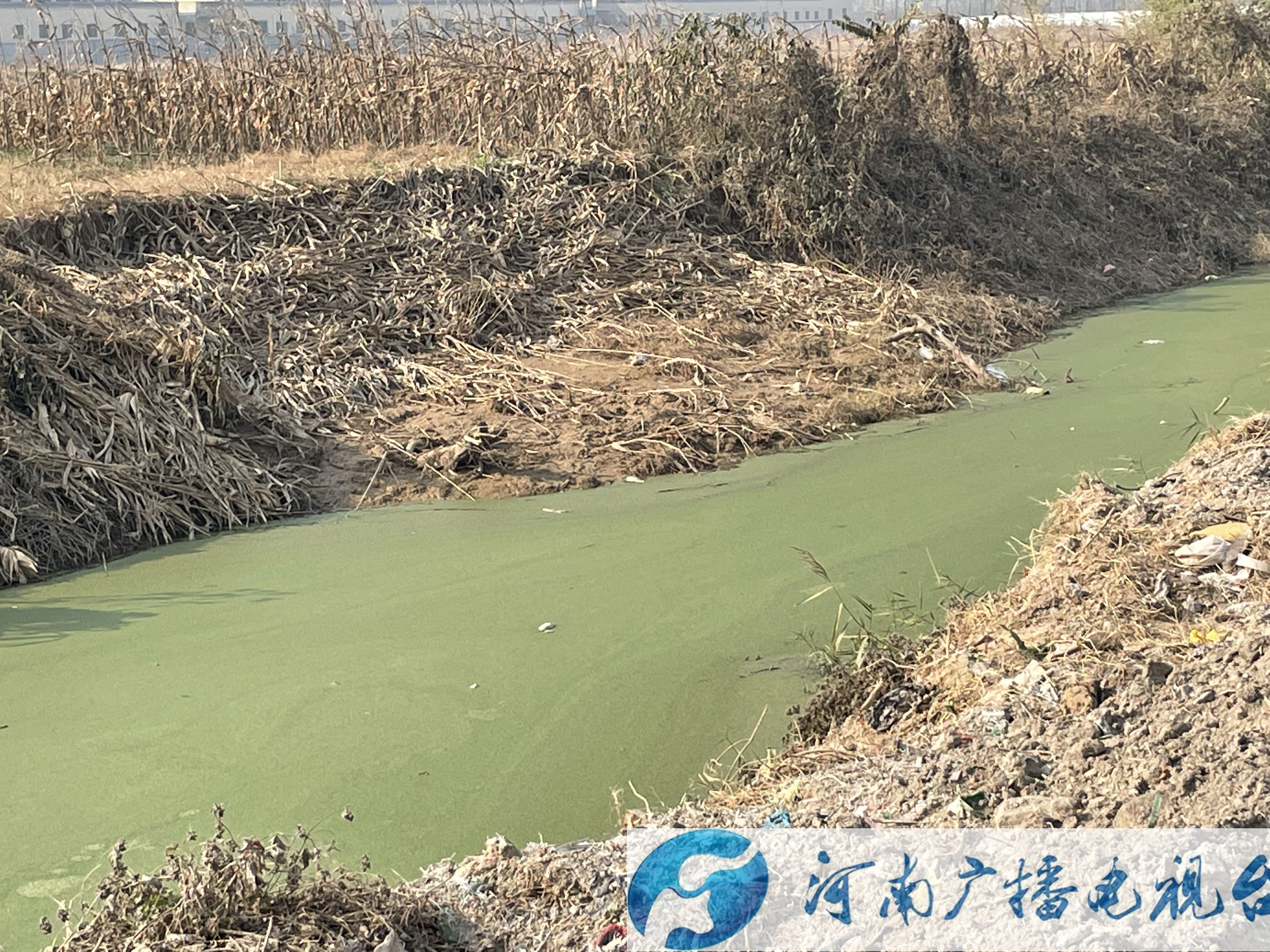 清洁乡村随手拍——商丘市睢阳区部分沟渠有些脏