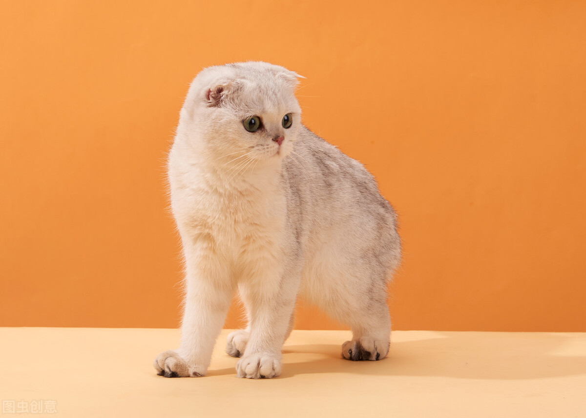 苏格兰折耳猫堪称猫中天使,但它是折翼的!最不建议养的猫咪之一