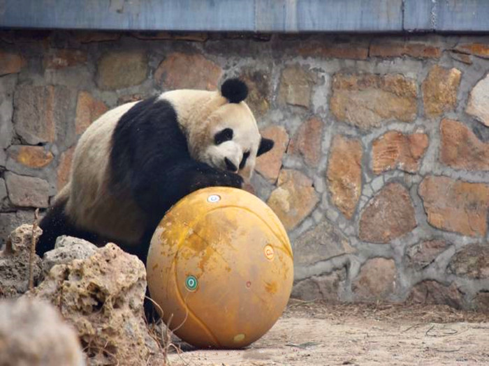 海豚玩球的视频(熊猫宝宝努力练习体操球，欲为动物园争光，刺激动作令游客叫好！)