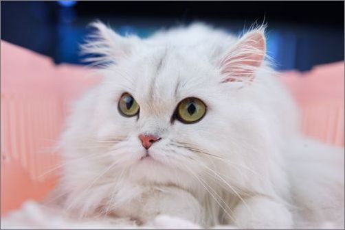 三分钟带你了解完金吉拉猫，你喜欢这只小可爱吗？