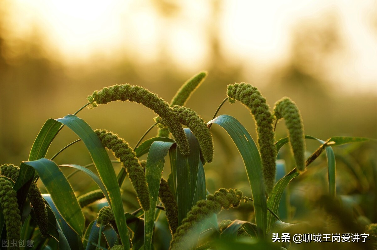 粟米是什么,粟米是什么米