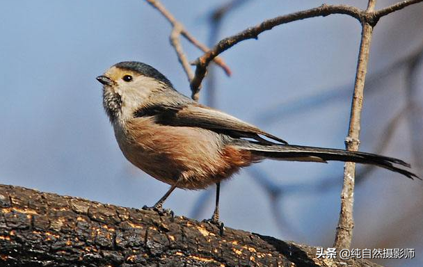 黑头灰身子长尾巴是什么鸟 -生活知识库-动动脑