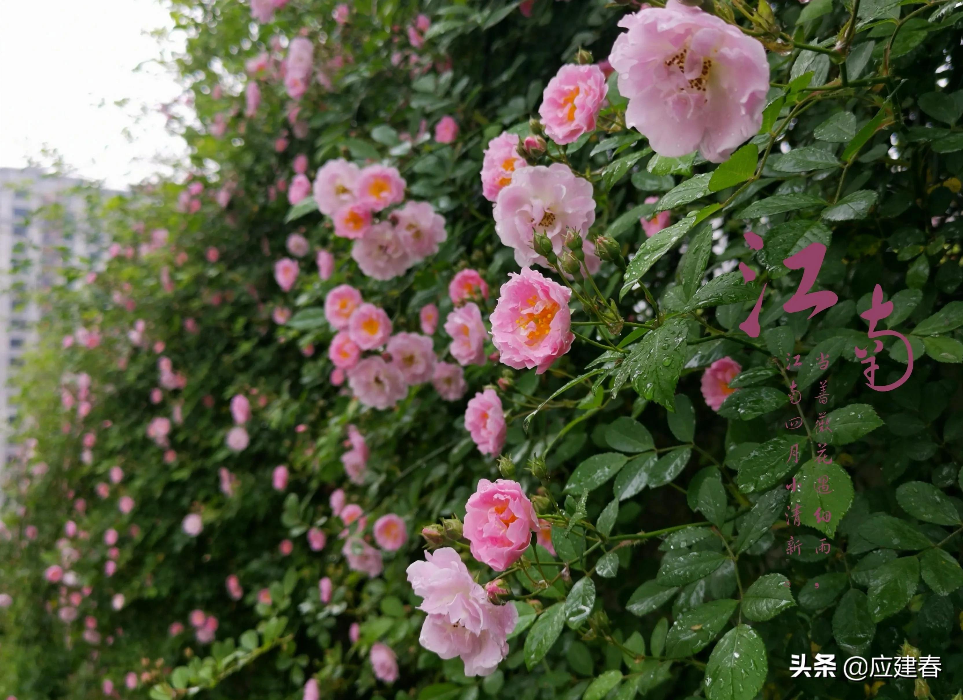 「散文」当蔷薇花遇细雨，江南四月小清新