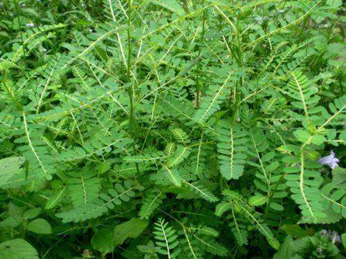 珍珠草的功效与作用及禁忌-我的快乐小窝