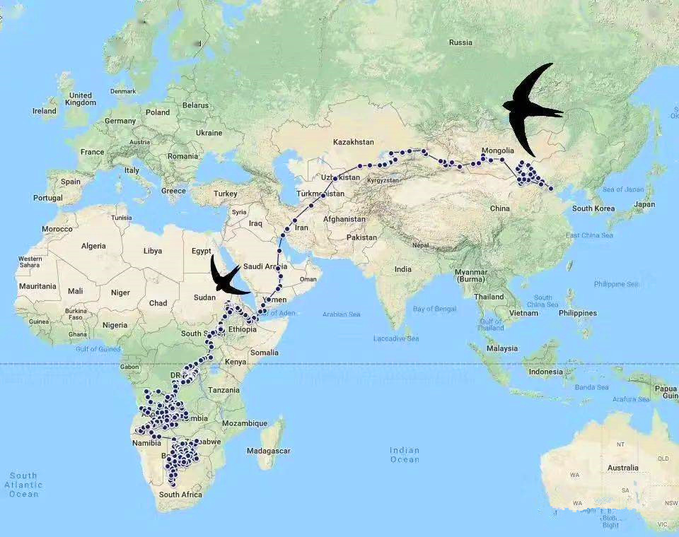 飞往如此遥远的地方过冬,其实生活在欧洲的家燕,同样会迁徙到非洲过冬
