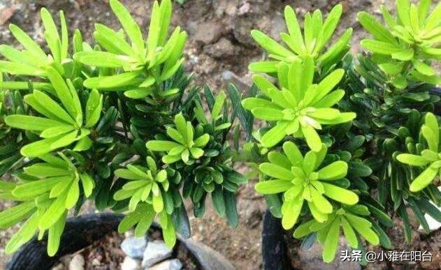 罗汉松怎么养才能更旺盛（记住这一点枝叶茂盛）