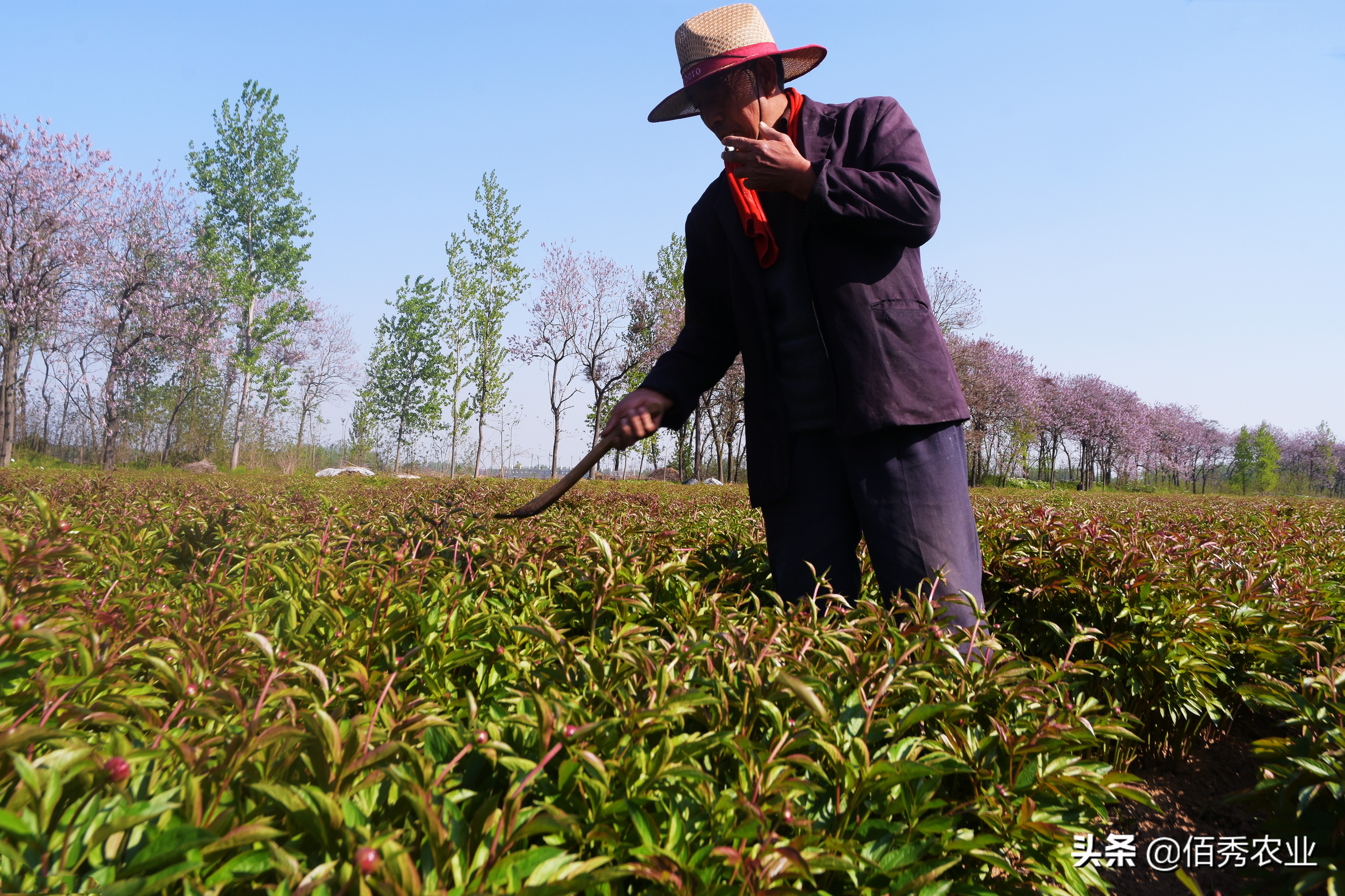 中藥材種植項目,中藥材種植項目可行性報告
