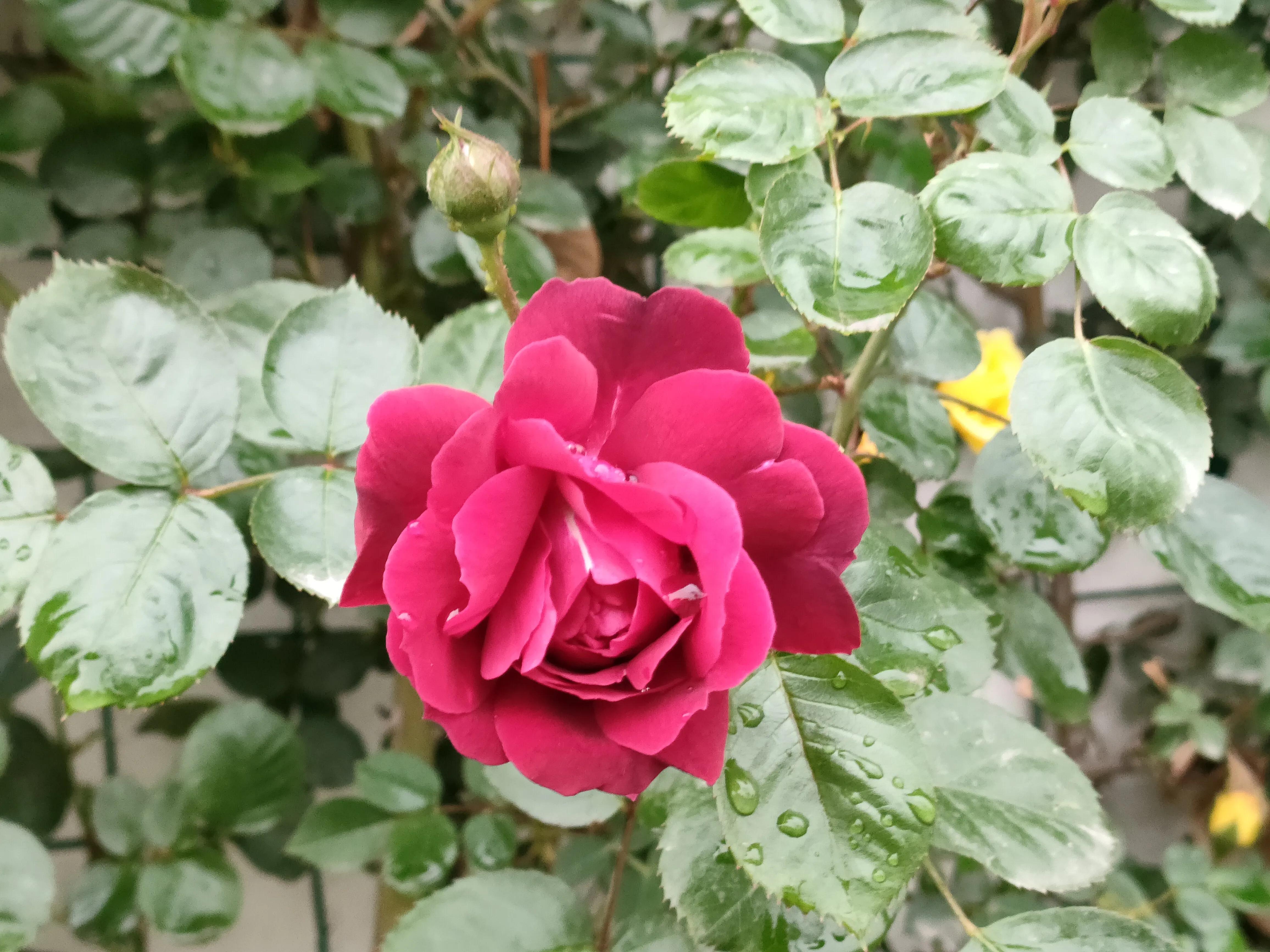 分行文字 ‖ 雨中的玫瑰花